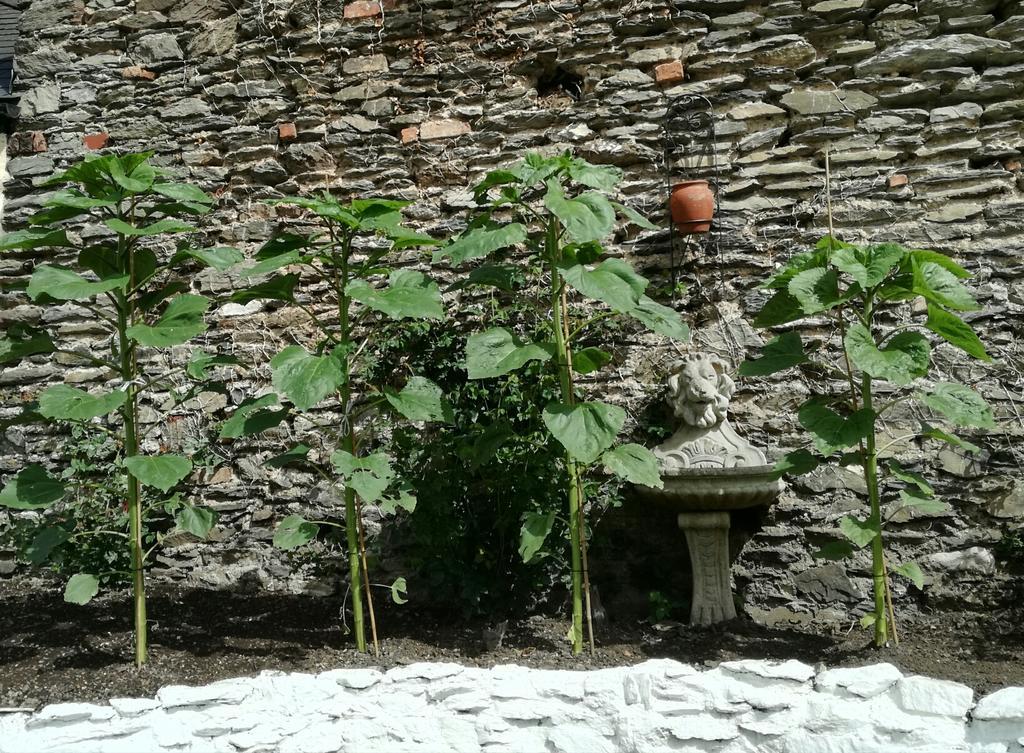 St Vincent Guest House Lynton Exterior foto